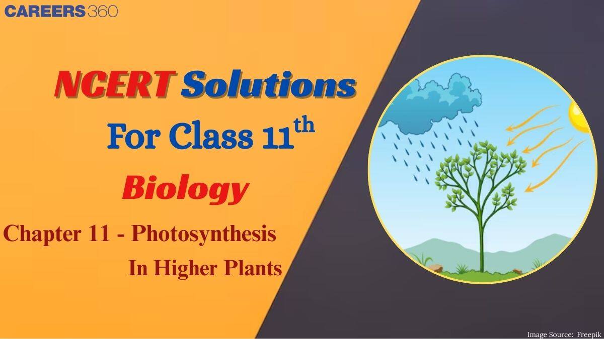 NCERT Solutions for Class 11 Biology Chapter 11 Photosynthesis in Higher Plants